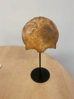 Mensen schedel -antiek-educatieve doeleinden-medisch, Ophalen of Verzenden