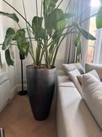 pot (1000 cm+)  met bananenplant groot, Ophalen, Fruitplant, Halfschaduw, 150 tot 200 cm