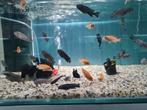 Labidochromis Sunflower Malawi Cichliden, Dieren en Toebehoren, Vis, Zoetwatervis