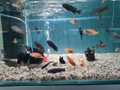 Labidochromis Sunflower Malawi Cichliden, Dieren en Toebehoren, Vissen | Aquariumvissen, Zoetwatervis, Vis