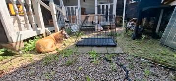 Hondenbench schuine voorkant L90XB57XH57 cm beschikbaar voor biedingen