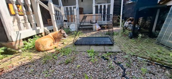 Hondenbench schuine voorkant L90XB57XH57 cm, Dieren en Toebehoren, Hondenbenches, Gebruikt, Ophalen