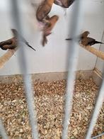 Zilverbekjes, Dieren en Toebehoren, Meerdere dieren
