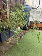 Kronkelwilg - Bijzondere Treurboom 100cm, Tuin en Terras, Planten | Bomen, Treurboom, Ophalen of Verzenden, Lente, 100 tot 250 cm