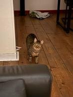 Lieve kat, Dieren en Toebehoren, Katten en Kittens | Overige Katten, Kater, Kortharig, 3 tot 5 jaar