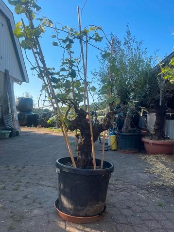 Tekoop aangeboden 1 witte tafeldruif op stam, Vitis vinifera beschikbaar voor biedingen