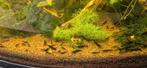 Green jade garnalen, Dieren en Toebehoren, Vissen | Aquariumvissen, Kreeft, Krab of Garnaal