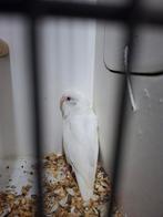 2x forpus albino, Dieren en Toebehoren, Vogels | Parkieten en Papegaaien, Geslacht onbekend, Parkiet, Geringd