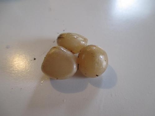 Zaden Clivia, Huis en Inrichting, Kamerplanten, Overige soorten, Minder dan 100 cm, Bloeiende kamerplant, Halfschaduw, Ophalen