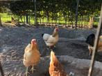 3 Buff Columbia wyandotte kippen en krielhaan, Dieren en Toebehoren, Pluimvee, Vrouwelijk, Kip