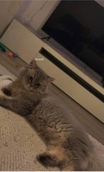 mannelijke kat, Dieren en Toebehoren, Katten en Kittens | Overige Katten, Kater, Langharig, 0 tot 2 jaar