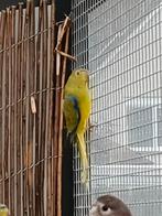 Elegant lichtgroen, Dieren en Toebehoren, Vogels | Parkieten en Papegaaien, Meerdere dieren, Parkiet, Geringd
