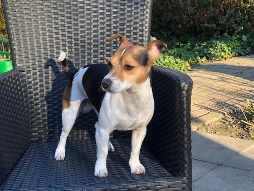 JACK RUSSEL DEKREU , DRIEKLEURIG, Dieren en Toebehoren, Honden | Dekreuen, Reu, Particulier, Eén hond, Nederland, 3 tot 5 jaar