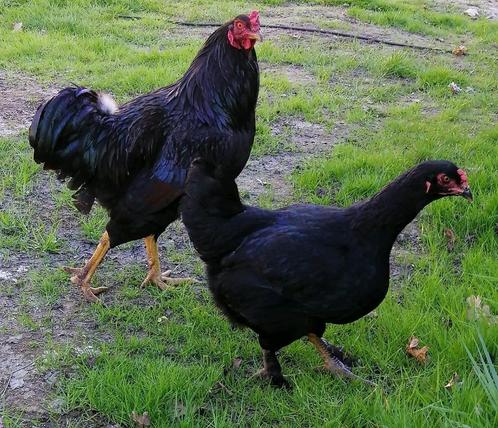 Prachtige jonge zwarte hen en haan kip kippen pluimvee, Dieren en Toebehoren, Pluimvee, Kip, Meerdere dieren