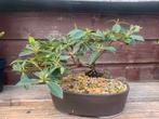 Rhododendron Wren Bonsai, Tuin en Terras, Planten | Bomen, Ophalen, Halfschaduw, Overige soorten, Lente