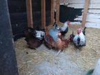 Mooie kippetjes te koop, Dieren en Toebehoren, Pluimvee, Vrouwelijk, Kip