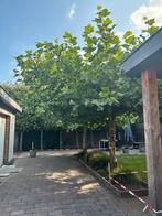 Plataan gratis super mooi, Tuin en Terras, Planten | Bomen, Ophalen, Volle zon, Overige soorten