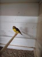 Man mozambiqeusijs van 2025, op te halen mol Belgie, Dieren en Toebehoren, Mannelijk