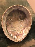 Abalone schelp roze wit groen nieuw ongeveer 16cm, Verzamelen, Mineralen en Fossielen, Verzenden, Schelp(en)
