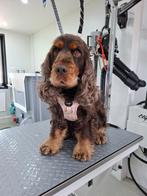 Nieuw tuig maat L, merk Woofs & Co, Ophalen of Verzenden, Nieuw