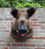 Opgezette grote keiler zwijn taxidermy opgezet schedel jacht, Verzamelen, Dierenverzamelingen, Ophalen, Wild dier, Gewei of Kop