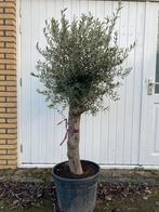 Olijfboom 150:160 cm, Tuin en Terras, 100 tot 250 cm, Olijfboom, Zomer, Ophalen