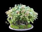 Bonsai Acer bos, Bloeit niet, Overige soorten, Minder dan 100 cm, Ophalen