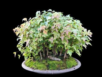 Bonsai Acer bos beschikbaar voor biedingen
