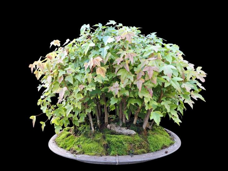 Bonsai Acer bos, Tuin en Terras, Planten | Bomen, Overige soorten, Minder dan 100 cm, Volle zon, Bloeit niet, In pot, Ophalen