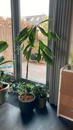 Kamerplant Avocado plant 1,50 m, Huis en Inrichting, Kamerplanten, Ophalen of Verzenden