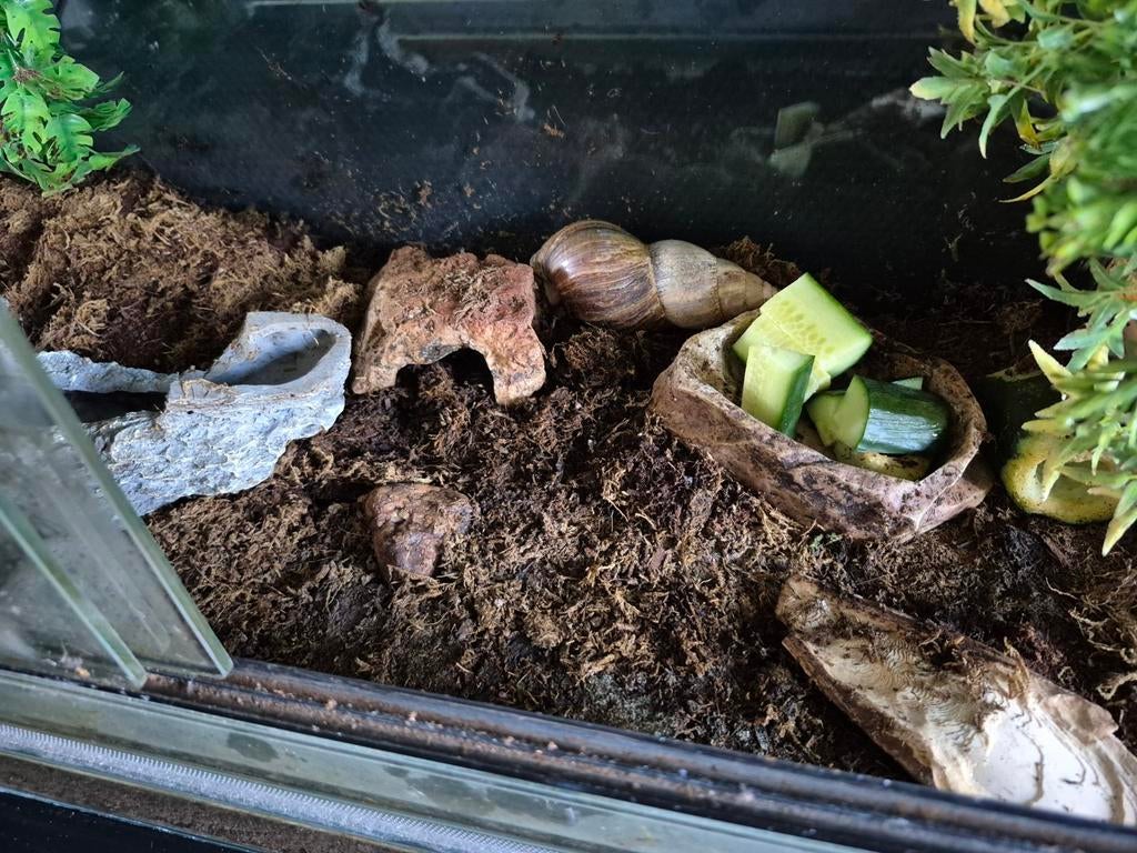 Achatina fulica Agaatslak Albino, Dieren en Toebehoren, Overige soorten, Met terrarium, 3 tot 6 jaar