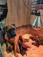 Mooie lieve pups kruising x Rhodesian Ridgeback, 8 tot 15 weken, Meerdere, Meerdere dieren, Nederland