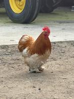 Lief krielhaantje van een jaar oud, Dieren en Toebehoren, Mannelijk, Kip