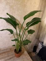 Strelitzia Nicolai, Ophalen, 100 tot 150 cm, Overige soorten, Halfschaduw
