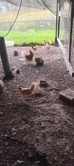 Broedeieren  vd Frieshoen en Buff Zijdehoenders, Dieren en Toebehoren, Pluimvee, Geslacht onbekend, Kip