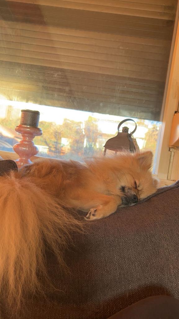 Pomeriaan dekreu, Reu, 1 tot 2 jaar, Parvo, Eén hond