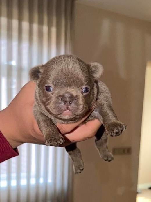 Prachtige Franse Bulldog pups beschikbaar, Dieren en Toebehoren, Honden | Bulldogs, Pinschers en Molossers, Parvo, 8 tot 15 weken