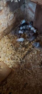 Muizen, Januari, Meerdere dieren, Muis