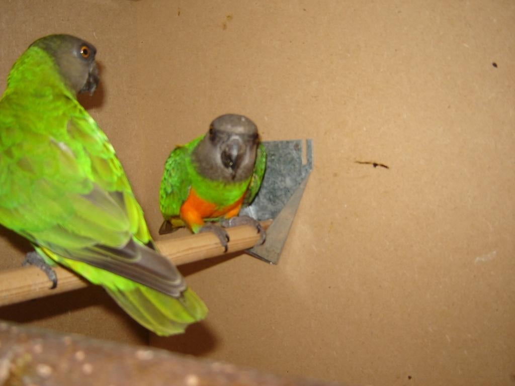 Tukkers , Rijssen - neem de moeite en lees dit even-papegaai, Vogel