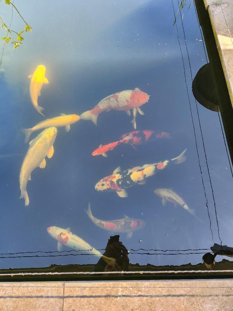 Japanse Koi karpers te koop, Dieren en Toebehoren, Karper of Koi