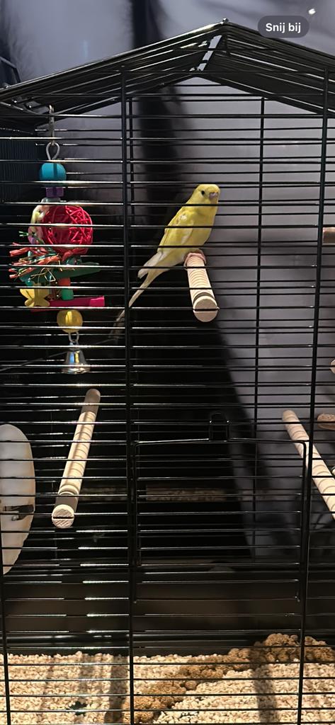 Gele grasparkiet gratis, Geslacht onbekend, Parkiet