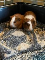 Gratis af te halen cavia’s, Dieren en Toebehoren, Cavia, Mannelijk, Januari, Tam