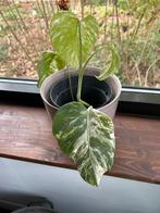 Monstera Deliciosa Mint Variegated - Goed geworteld, Overige soorten, In pot, Minder dan 100 cm, Groene kamerplant
