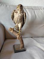 Opgezette roofvogel (sperwer) in goede staat, Ophalen