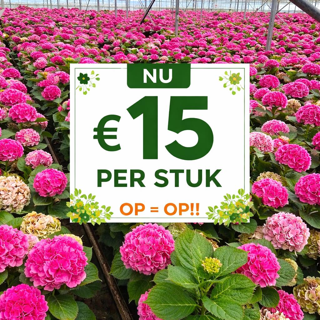 Roze hortensia's in grote 10l pot nu 15,-!! Op = op, Tuin en Terras, Planten | Tuinplanten, Overige soorten, Vaste plant, Ophalen of Verzenden