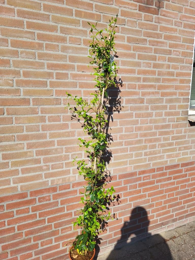 Toscaanse jasmijn mooie grote planten, Ophalen of Verzenden, Overige soorten, Volle zon
