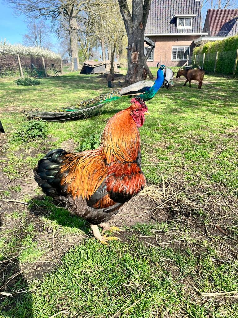 Mooie haan van 1 jaar oud, Dieren en Toebehoren, Pluimvee, Mannelijk, Kip