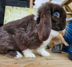 Super mooie havanna bonte minilop, Dieren en Toebehoren, Konijnen, Vrouwelijk, Dwerg