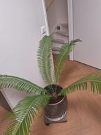 Cycas Revoluta (Varenpalm) - Grote kamerplant, Palm, In pot, Minder dan 100 cm, Groene kamerplant