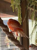 Rode kanarie man, Dieren en Toebehoren, Mannelijk